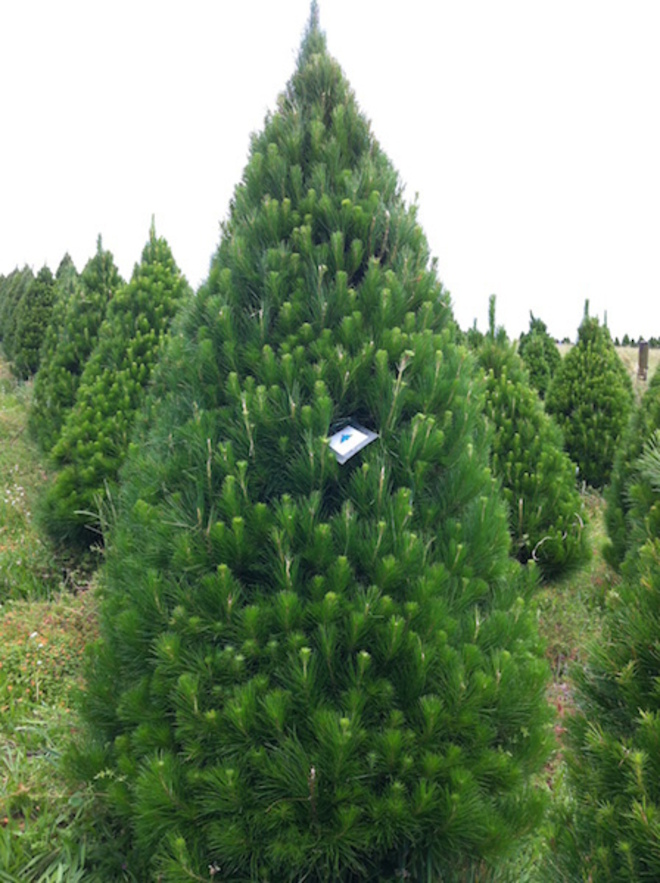 Cara's Christmas Trees - reopen Nov 27th 2022 image 4